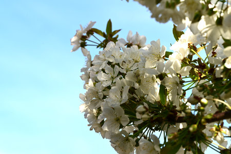 cherry blossom in spring with blue sky in the background.