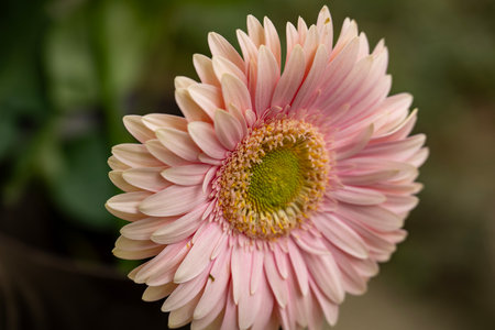 Pink gerbera flower in the garden, close-up.の写真素材