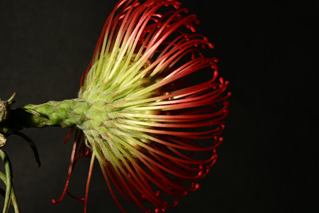 Close up of a red protea flower isolated on black background.の写真素材