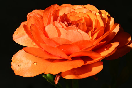 Orange rose with water droplets on petals on a black background