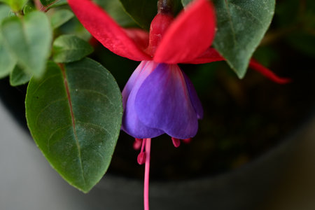 Close up of a fuchsia flower with shallow depth of field