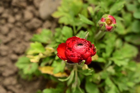 Red ranunculus flower on the flowerbed in the garden.