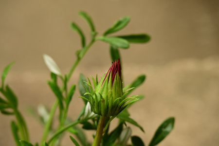 Aster flower bud on blurred background. Shallow depth of field.
