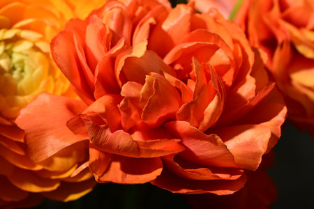 Beautiful orange carnation close-up. Floral background.
