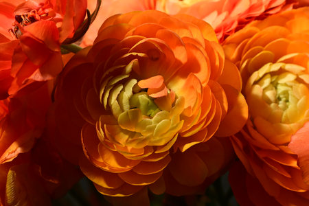 Beautiful orange ranunculus flowers close-up, floral background