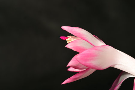 Christmas cactus flower on a black background close-up macro photographyの写真素材
