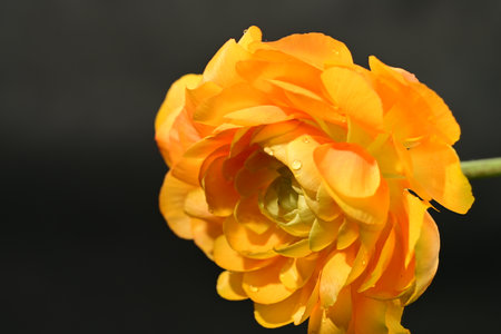 Beautiful orange ranunculus flower close-up on black backgroundの写真素材