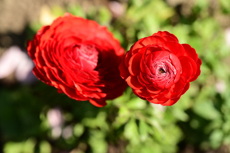 Beautiful red ranunculus flowers outdoors on sunny day, closeupの写真素材