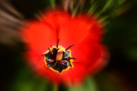 Tulip in a garden in springtime. Selective focus.の写真素材