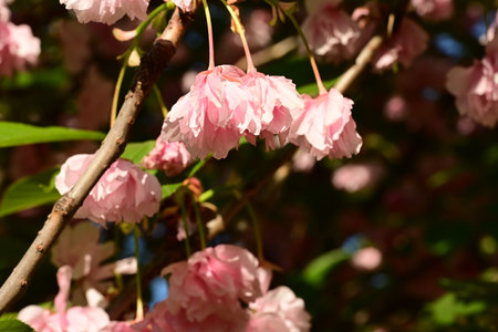 cherry blossom in spring, close-up of pink flowersの写真素材