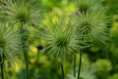 close-up of a green flower in the garden on a sunny dayの写真素材