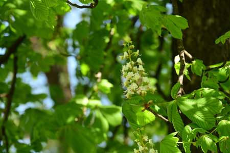White flowers of chestnut on a background of green leaves in springの写真素材