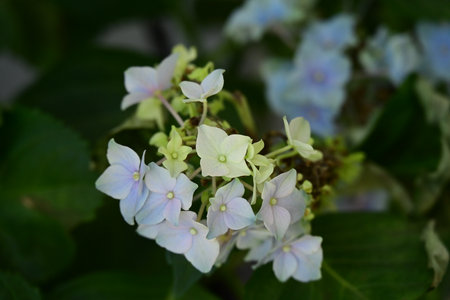 Hydrangea macrophylla, Hydrangea macrophylla