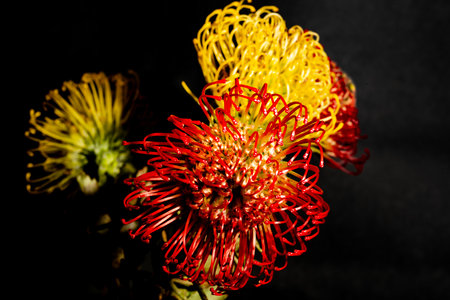 Red and yellow chrysanthemum on a black background.