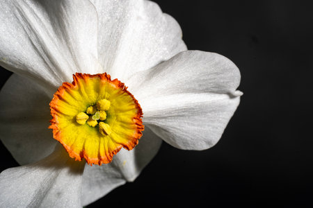 White daffodil with yellow center on black background close up