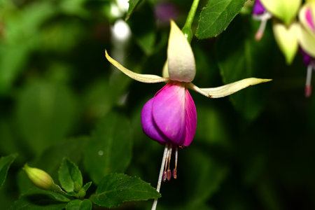 Fuchsia flower blooming in the garden with green background.の写真素材