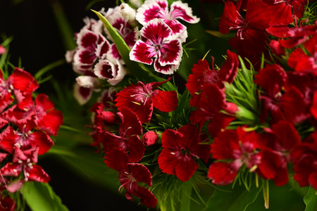 Close up of red and white carnation flowers on black background.