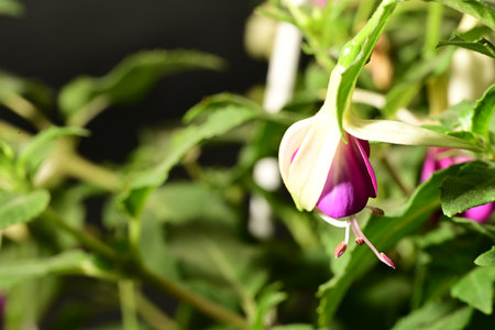 Fuchsia flower in pot on black background. Close up.の写真素材