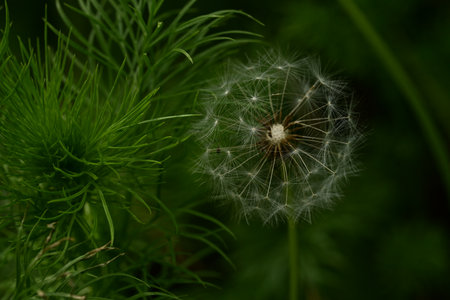 Dandelion seeds on a green background. Close-up.