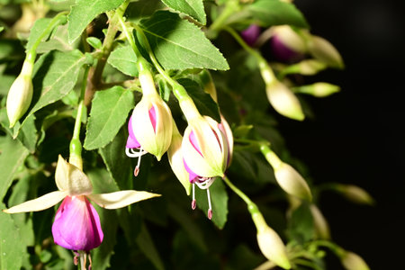 Beautiful fuchsia flowers on black background, close-up