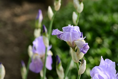 purple iris flowers in the garden, closeup of photo