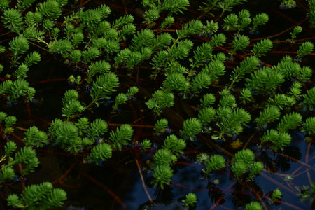 Small green plants on the surface of the water in the swamp.の写真素材