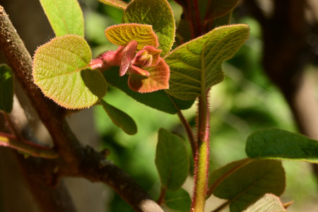 Close up of green leaves on a tree branch in the garden.の写真素材