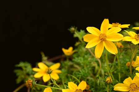 Yellow cosmos flower isolated on black background with copy space for text.