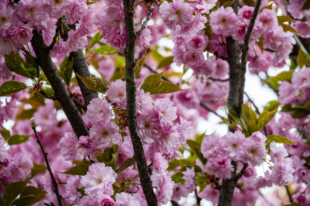 cherry blossom in spring time, closeup of pink flowers