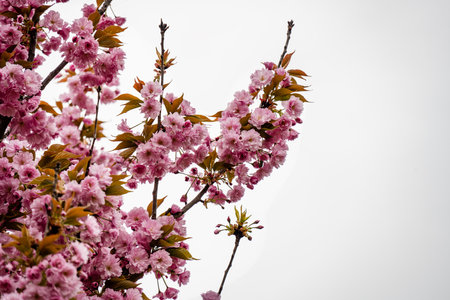 cherry blossom sakura in spring time on white sky backgroundの写真素材