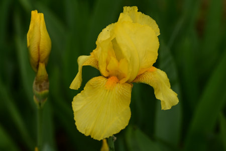 Yellow iris flower blooming in the garden on a green background