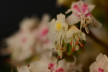 Aesculus hippocastanum, horse chestnut, flowering plantの写真素材