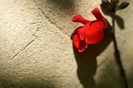 red flower on the cement wall with copy space for text or imageの写真素材