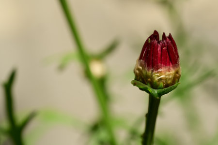 Macro of a red flower bud on a stem in the gardenの写真素材