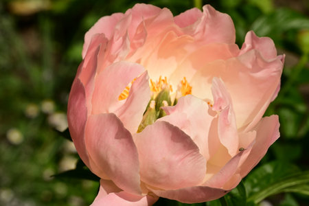 Beautiful peony flower in the garden on a sunny summer dayの写真素材
