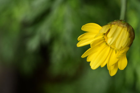 Yellow daisy in the garden. Shallow depth of field.の写真素材