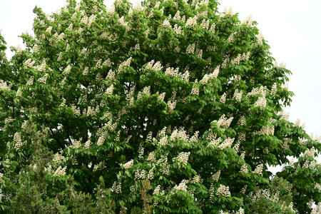 Blossoming chestnut tree in spring, closeup of photoの写真素材