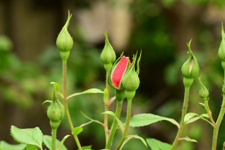 Red rose bud with green leaves in the garden on a sunny dayの写真素材