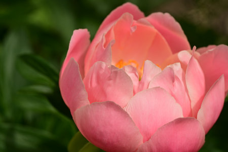 Beautiful pink peony flower close-up on a green backgroundの写真素材