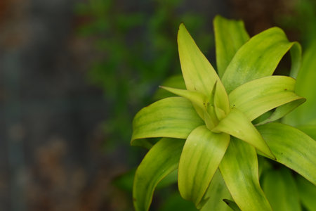 Close-up of a beautiful green lily with blurred background.の写真素材