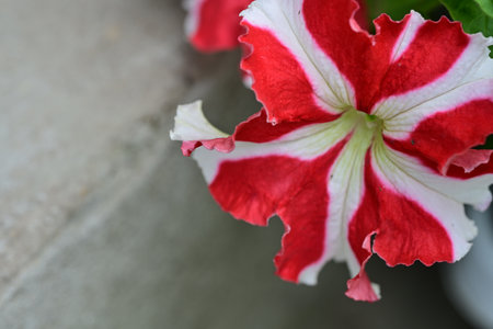 Red and white petunia flower in pot on cement wall background.の写真素材