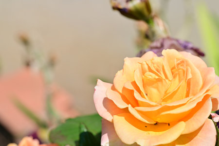 Orange rose in the garden, Roses are beautiful with a beautiful sunny day.の写真素材