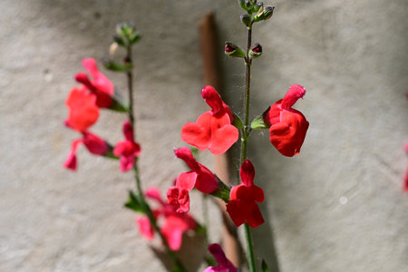 Red salvia flowers on the background of a stone wall in the gardenの写真素材