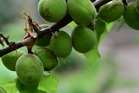 Green apricots on a branch with leaves in the garden.の写真素材