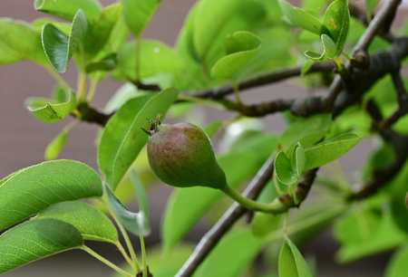 pears growing on a tree in the garden, close-upの写真素材