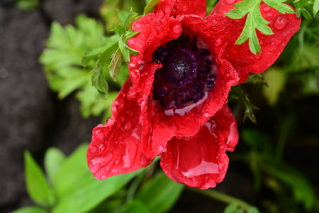Red poppy flower with water drops on the petals in the gardenの写真素材