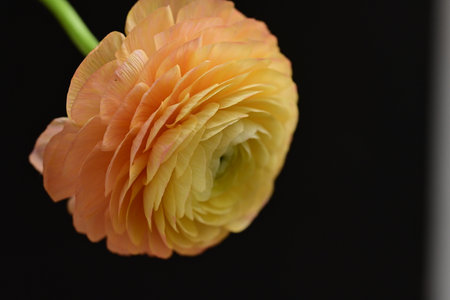 Ranunculus (persian buttercup) on black backgroundの写真素材
