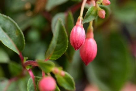 Fuchsia flower in the garden. Shallow depth of field.の写真素材