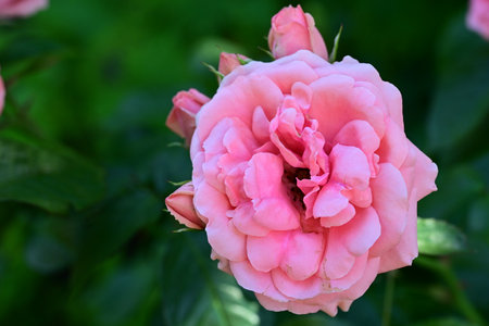 Beautiful pink rose in the garden, closeup of photo.の写真素材