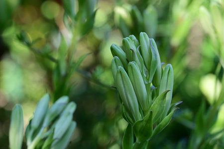 Flowering lily buds in the garden, close-upの写真素材